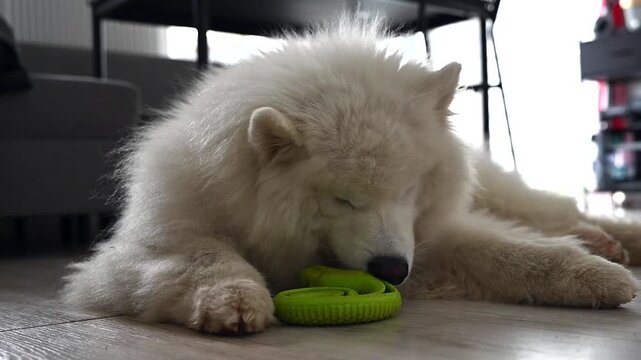 A beautiful, fluffy Samoyed dog lies relaxed on a wooden floor, focused on licking a green slow-feeder puzzle toy. This cozy indoor footage is perfect for content about pet care, canine mental stimula