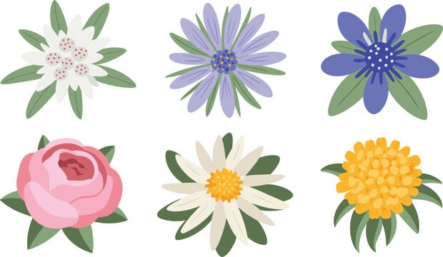  Alpine wildflowers vector set with flat design colorful mountain garden blossom icons edelweiss aster daisy isolated on white background