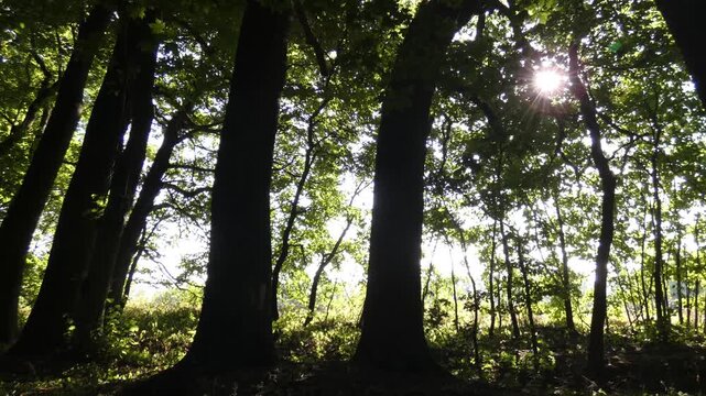 Sunburst breaking through green deciduous forest canopy and tall tree trunks from low angle view, sunlight, wide shot, majestic atmosphere, camera pan. Cycle of nature and hope.