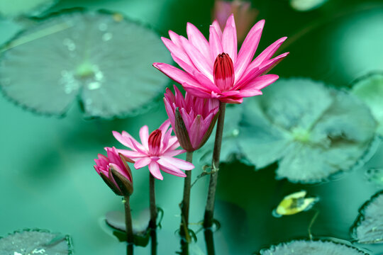 Lotus flowers blooming near Buddhist monastery in Luang Prabang, Laos during the day