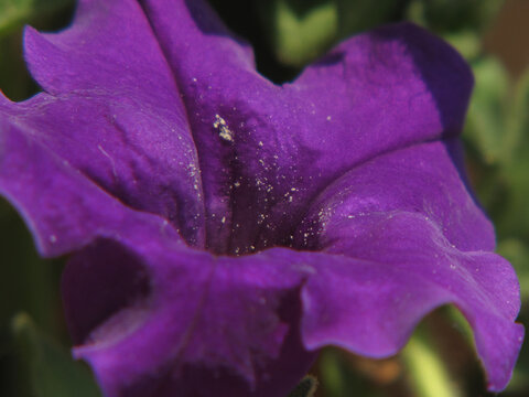 Petunia viola