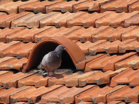 Piccione sul tetto