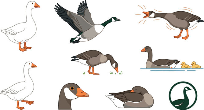 Wild Goose Waterfowl Species Clipart Collection Vector Featuring Flat Cartoon Canada Goose Domestic White Gander Poses Flying Hissing Foraging Napping and Circular Logo Mark Elements