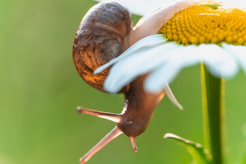 Close up view of brown garden snail Cornu aspersum climbing down white oxeye daisy Leucanthemum vulgare flower in bright translucent morning light © Lyudmyla
