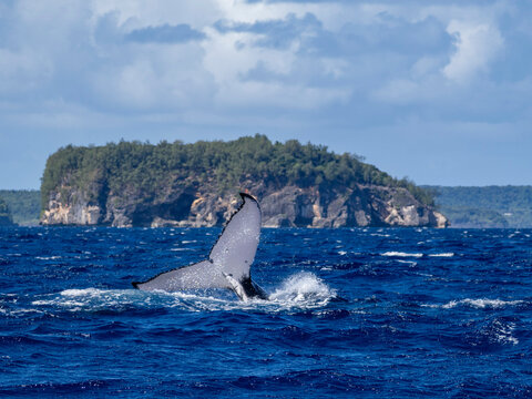Humpback whale (Megaptera novaeangliae) throws its flukes in the ocean near Vavau Island, Tonga during migration season