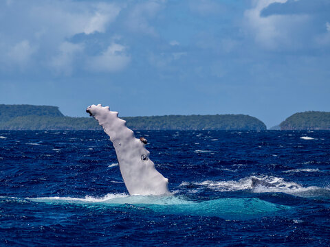 Humpback whale (Megaptera novaeangliae) pectoral fin slapping water in blue ocean near Vavau Island, Tonga during the day