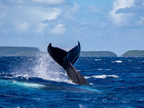 Adult humpback whale (Megaptera novaeangliae) throws its flukes in the water near Vavau Island in Tonga during a sunny day