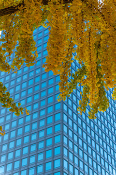 Sunny day view of high rise buildings with autumn colors in a cityscape in Seoul, South Korea