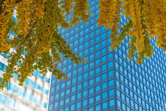 High rise buildings in autumn colors under a clear sky in Jongno District, Seoul, South Korea