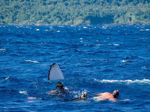 Humpback whale (Megaptera novaeangliae) surrounded by snorkelers in the ocean near Vavau Island, Tonga during the whale watching season