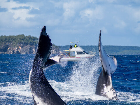 Adult  humpback whales (Megaptera novaeangliae) perform tail throws near whale watching boat in Tonga's waters