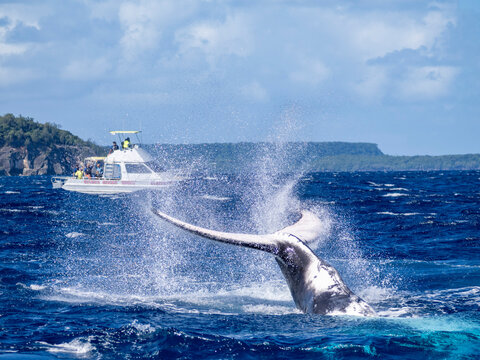 Humpback whale breaches near whale watching boat in Vavau Island, Tonga during a sunny day on the water