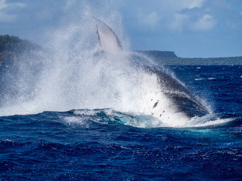 Adult humpback whale (Megaptera novaeangliae) jumps out of water and slaps tail near Vavau Island in Tonga during a clear day