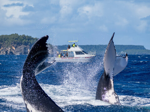  humpback whales (Megaptera novaeangliae) breaching near whale watching boat in Tonga with tail throws in the ocean