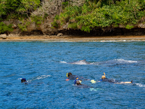 Mother and calf  humpback whales (Megaptera novaeangliae) swim alongside snorkelers in clear waters off Vavau Island in Tonga