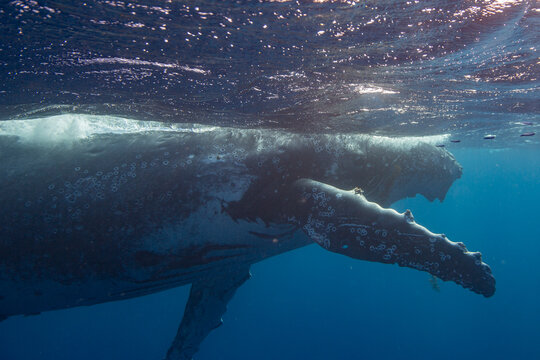 Humpback whale swimming underwater near Vavau Island in Tonga during whale season