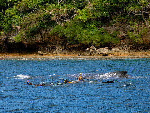 Mother and calf  humpback whales (Megaptera novaeangliae) swim near snorkelers in clear waters of Vavau Island in Tonga