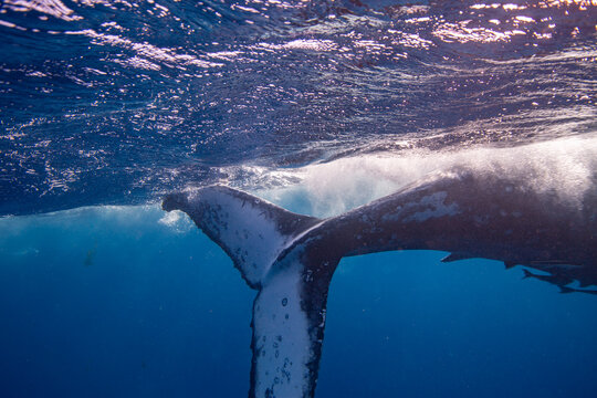 Humpback whale swims underwater in clear waters near Vavau Island in Tonga during the day