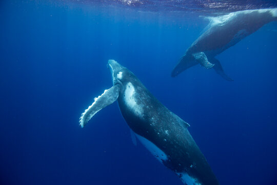  humpback whales (Megaptera novaeangliae) perform underwater ballet displaying their dancing behavior in Tonga's waters near Vavau Island