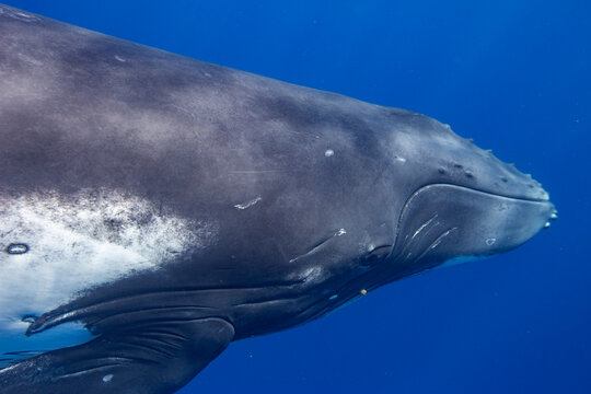 Underwater ballet of four adult  humpback whales (Megaptera novaeangliae) in Vavau Island, Tonga, showcases majestic aquatic movement