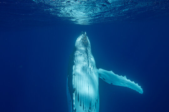 Four  humpback whales (Megaptera novaeangliae) perform underwater dance in Tonga&rsquo;s ocean waters near Vavau Island