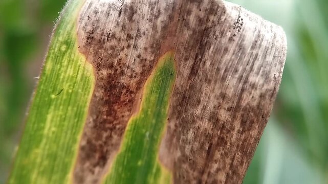 Close up eye level shot of a withered corn leaf with dry brown patches and green margins trembling subtly in the wind.