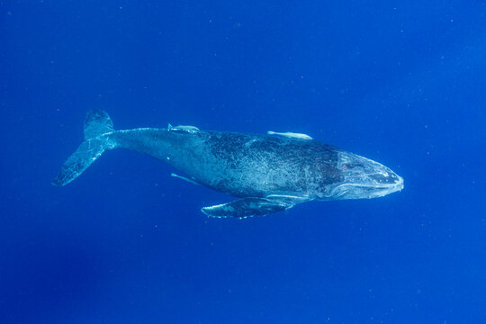 Two month old humpback whale (Megaptera novaeangliae) calf swimming underwater near Vavau Island in Tonga during its early stage of development
