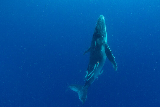 Two month old humpback whale (Megaptera novaeangliae) calf breaches near Vavau Island in Tonga during the warm waters of the Pacific Ocean
