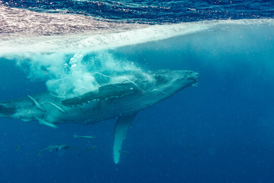 Two month old humpback whale (Megaptera novaeangliae) calf recovers after breach in ocean waters near Tonga