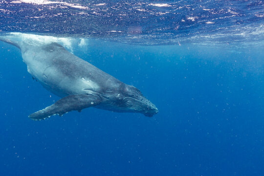 Humpback whale calf swims underwater in clear blue waters near Vavau Island in Tonga