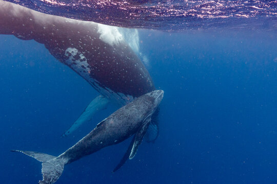Mother and calf humpback whale (Megaptera novaeangliae) swim together underwater near Vavau Island in Tonga during their migration season