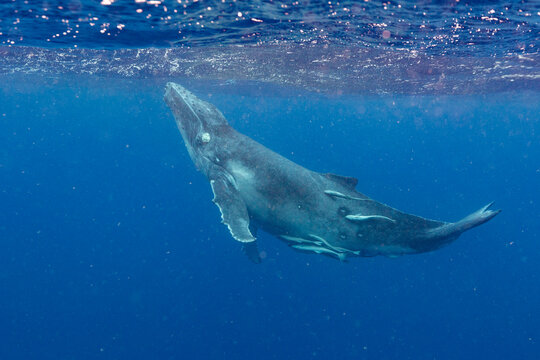 Two month old humpback whale (Megaptera novaeangliae) calf swims underwater near Vavau Island in Tonga demonstrating natural behavior in ocean habitat