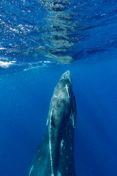Mother and calf humpback whale (Megaptera novaeangliae) swim underwater near Vavau Island in Tonga during a peaceful day