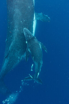 Mother and calf humpback whale (Megaptera novaeangliae) swim together underwater near Vavau Island in Tonga