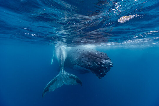 Mother and calf  humpback whales (Megaptera novaeangliae) swim together underwater near Vavau Island in Tonga during their migration season