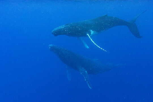 Pair of  humpback whales (Megaptera novaeangliae) perform underwater dance in Tonga near Vavau Island during the warm months