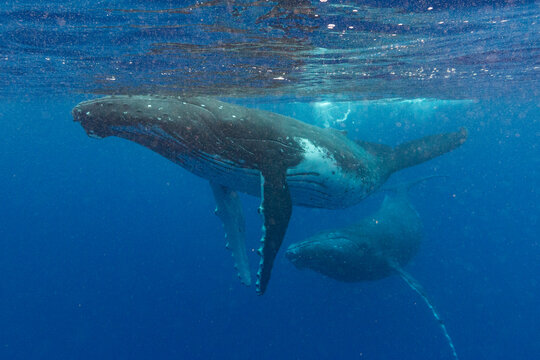  humpback whales (Megaptera novaeangliae) engage in underwater ballet near Vavau Island in Tonga during the warm ocean waters
