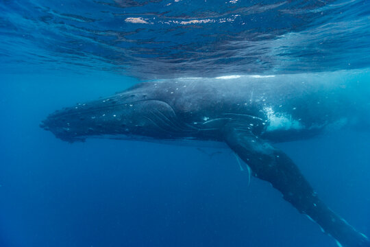 Mother and calf  humpback whales (Megaptera novaeangliae) swim together in the ocean near Vavau Island in Tonga