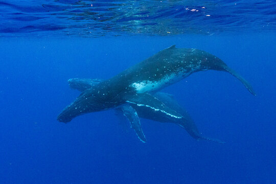 Pair of  humpback whales (Megaptera novaeangliae) engage in underwater ballet in clear waters near Vavau Island in Tonga