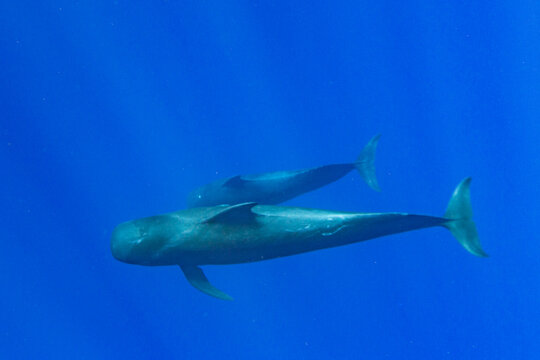 Pod of short-finned pilot whales swimming underwater near Vavau Island in Tonga