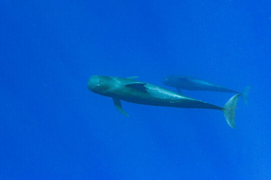 Pod of short-finned pilot whales swimming underwater in Tonga