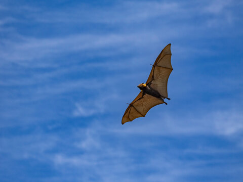 Adult Pacific flying fox in flight over Vavau Island in Tonga on a clear day