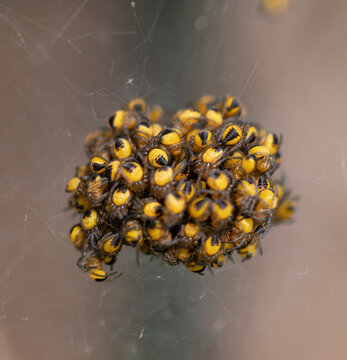 Macro view of a dense cluster of tiny yellow and black European garden spider Araneus diadematus spiderlings in a web cocoon