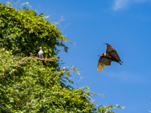 Adult Pacific flying fox in flight over breeding colony on Vavau Island in Tonga during daytime