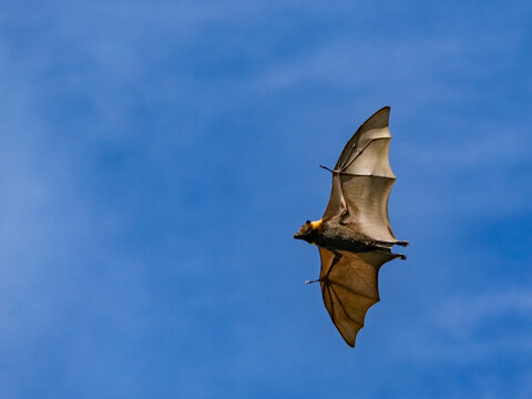 Pacific flying fox glides through the sky above Vavau Island during breeding season