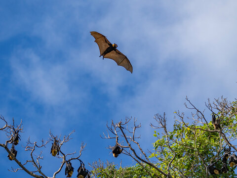 Pacific flying foxes roosting at breeding colony with one flying in blue sky above trees on Vavau Island, Tonga