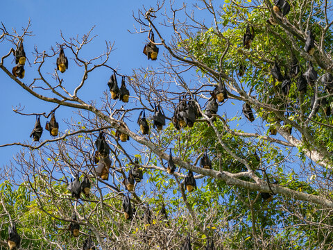 Pacific flying foxes roost in large numbers among trees on Vavau Island in Tonga during the day