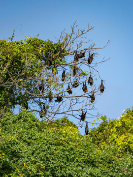 Pacific flying foxes roost in trees at breeding colony on Vavau Island in Tonga during the day