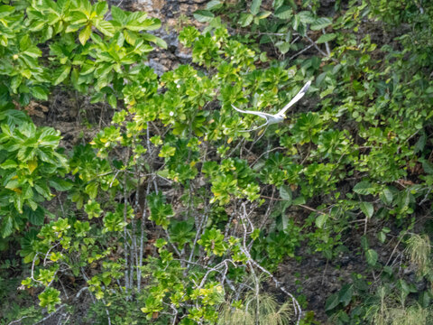 White-tailed tropicbird flies above green foliage on Vavau Island in Tonga