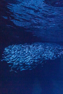 Shoaling fish move together in water at Swallow cave entrance near Vavau Island in Tonga